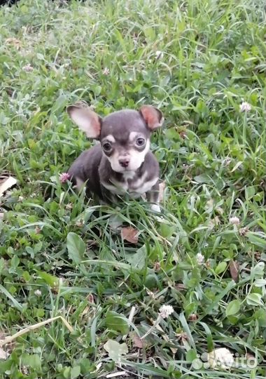 Мини девочка и мальчик