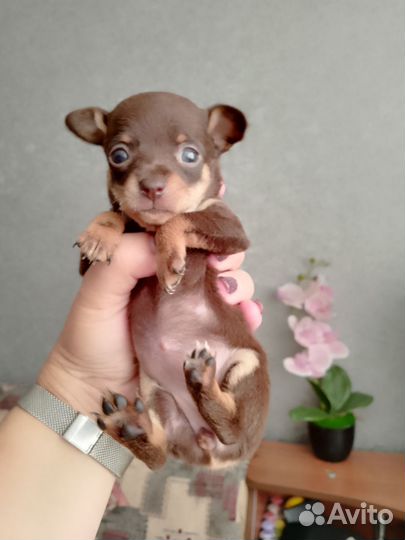 Мини тойчик