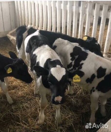 Телки, бычки и телята