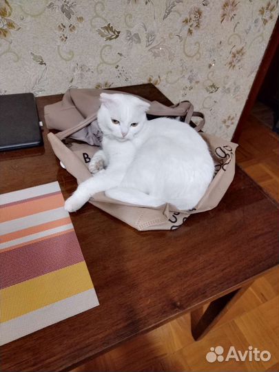 Кошка в дар бесплатно