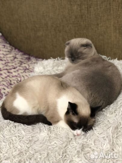 Коты в добрые руки