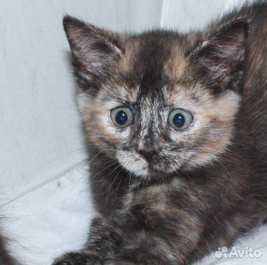 Туся и Люся 3 месяца. Котята в добрые руки