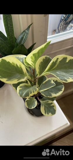 Пеперомия вариегатная