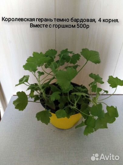 Алоэ вера, Аглонема, драцена