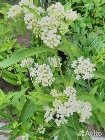 Ваточник, или асклепиас