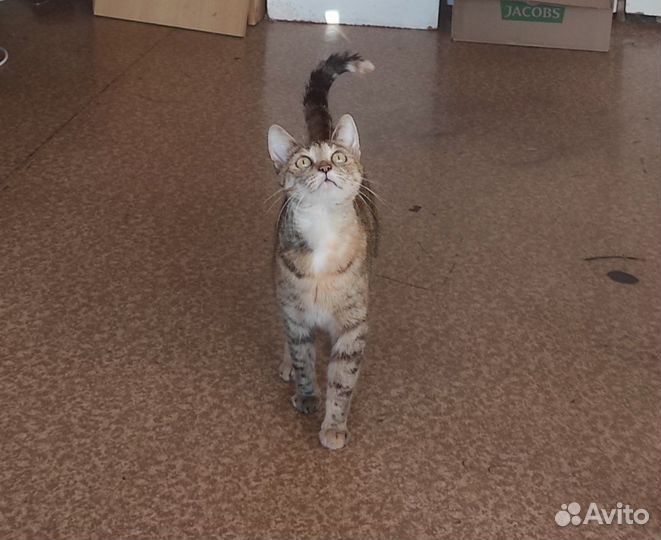 Кошечка в добрые руки