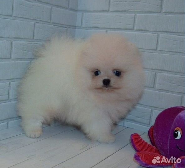 Померанский шпиц,кукольные медвежата с докум. РКФ