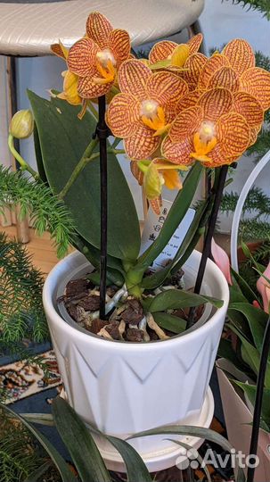 Орхидея фаленопсис LittleZorro