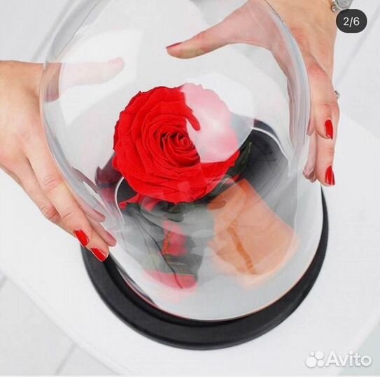 Роза в колбе. Вечная