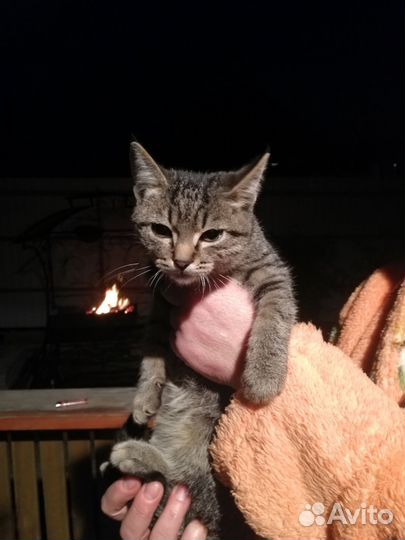 Кошка бесплатно