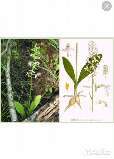 Дикая орхидея