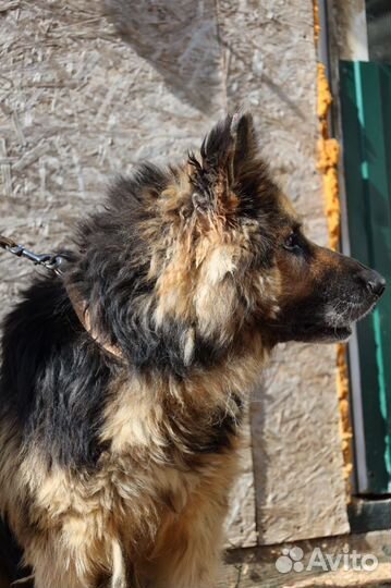 Немецкая овчарка в добрые руки