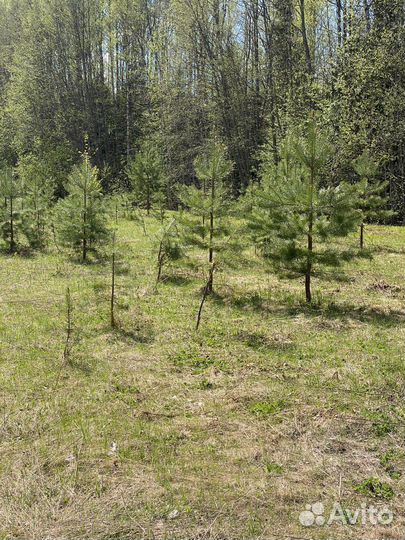 Саженцы сосны, ели