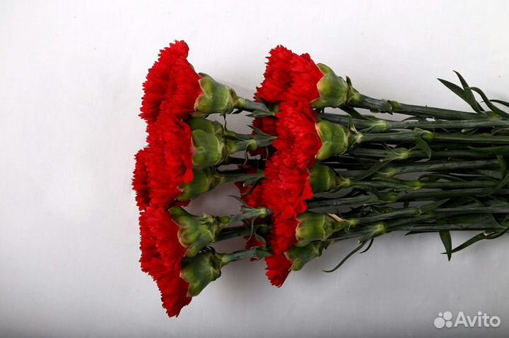 Гвоздика Оптом и в Розницу