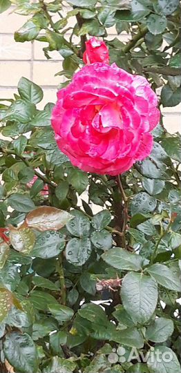 Репетитор начальной школы, подготовка к школе