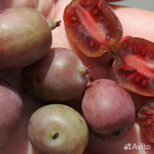 Актинидия (киви) аргута саженцы