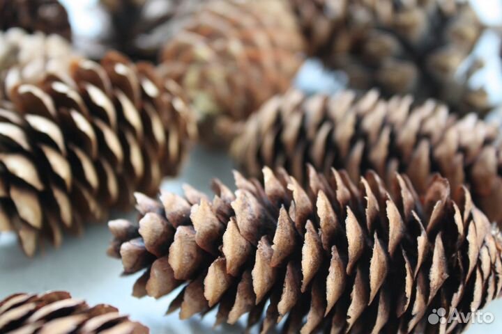Шишки еловые Шишки для поделок для мульчирования