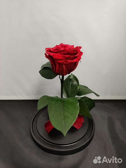 Роза в колбе оптом
