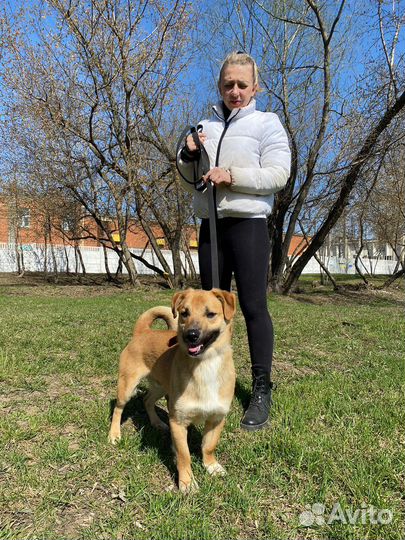 Небольшой пёсик в приюте