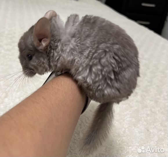 Шиншилла