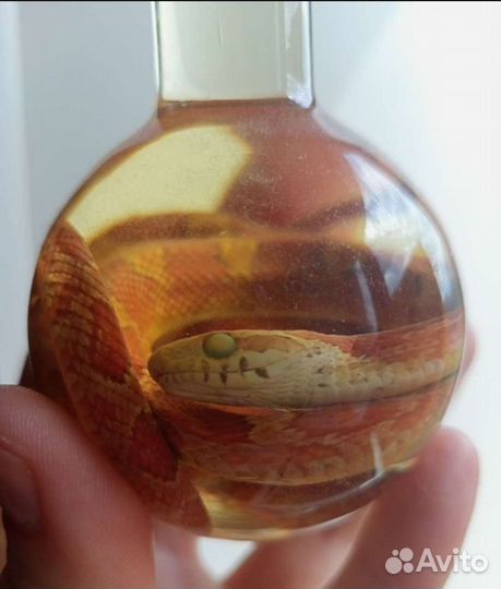 Змея в колбе. Учебное пособие змея