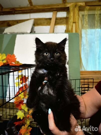 Котенок мальчик в дар