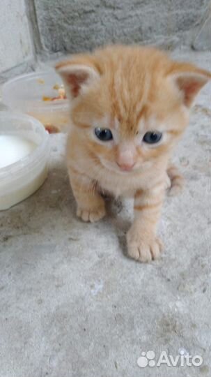 Котики бесплатно в добрые руки