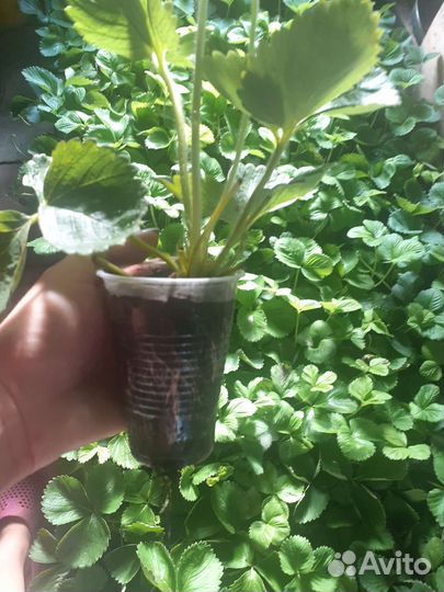 Саженцы клубники укорененые в стаканах