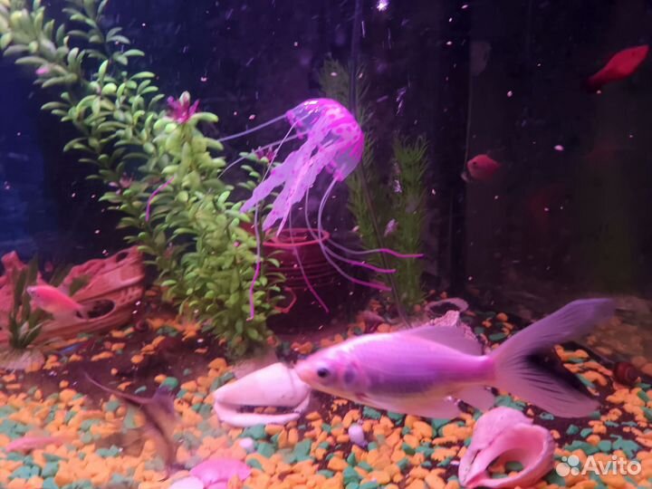 Золотая рыбка