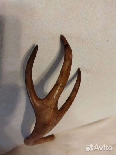 Рог оленя