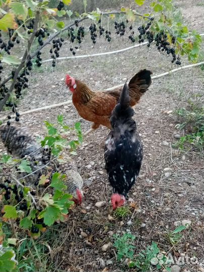 Петух, курицы и цыплята