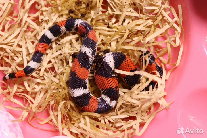 Трёхцветный уж