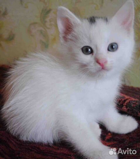 Котята анатолийской кошки