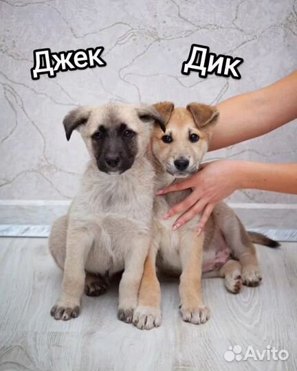 Джек и Дик ищут дом