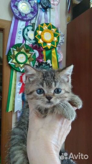 Шотландские мини-котята