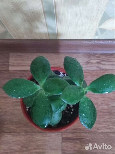 Крассула Хоббит