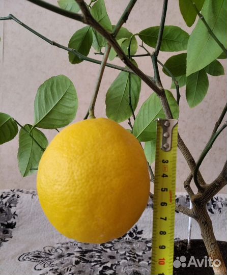 Гранат и лимон, саженцы