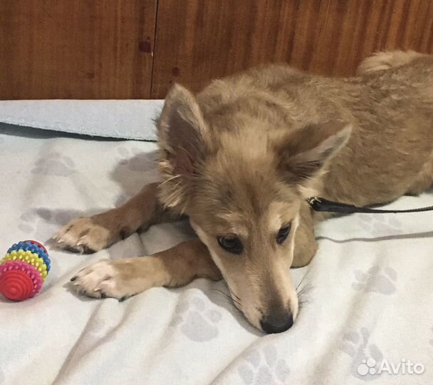 Привитая Элли - щенок-подросток, стерильная в дар