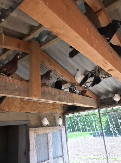 Продам голубей