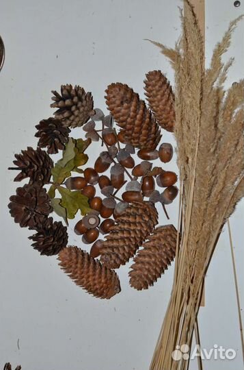 Набор из шишек, желудей для декора, поделок