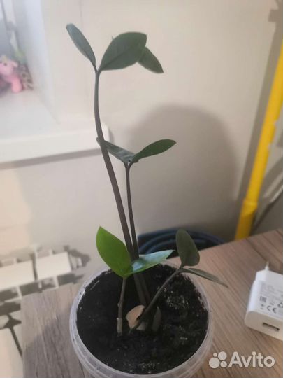 Комнатные цветы