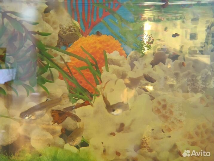 Аквариумные рыбки гуппи