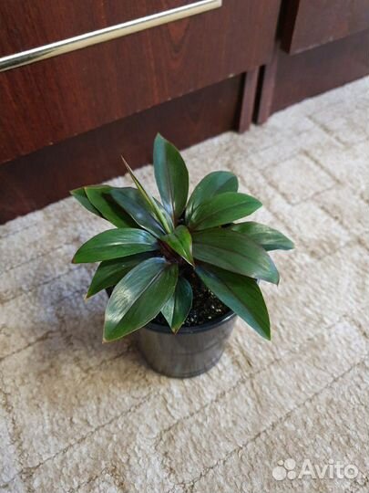 Карделина Пурпурная