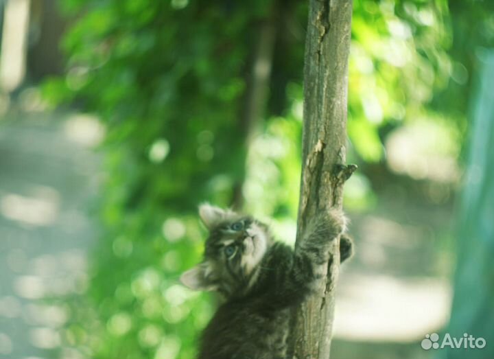 Котята отдам бесплатно