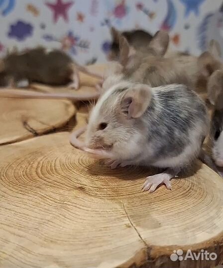 Сатиновые мыши