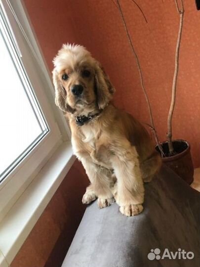 Кокер спаниель вязка