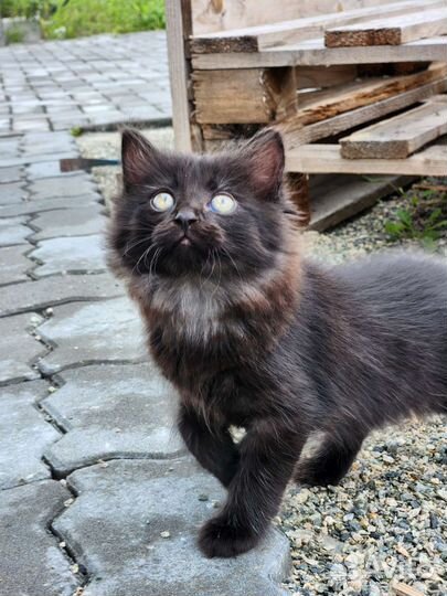 Котёнок в дар