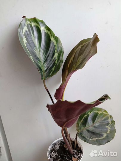 Калатея медальон