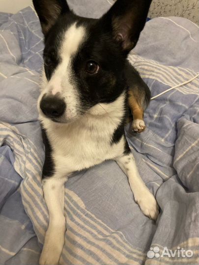 Передержка животных, выгул собак, зооняня