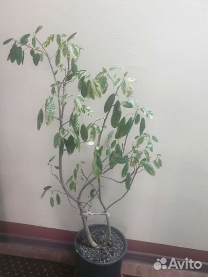 Фикус рубигиноза вариегатная